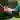Green Network icon