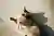 Cat Alley