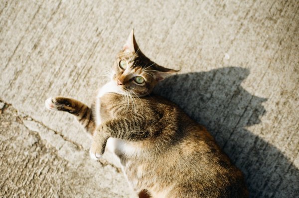 Cat Alley