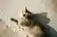 Cat Alley