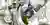 Hydrotropism Highrise
