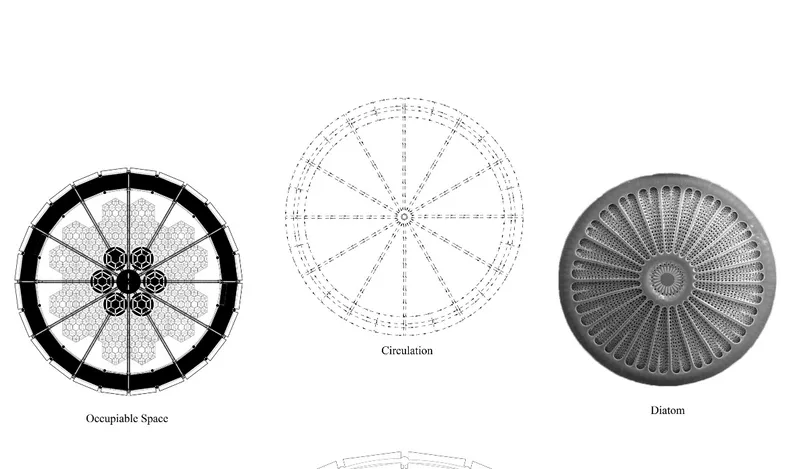 The diatom-inspired geometry: occupiable space, circulation patterns, and natural microstructures.