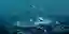 Underwater Sanctuaries
