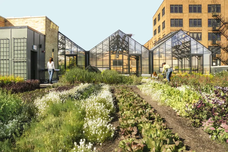 Rooftop farm: planting beds in rows, flowering herbs, three pitched-roof greenhouses, figure tending crops, brick neighbours behind