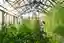 This image showcases the interior of a greenhouse with a robust steel frame and a transparent glass 