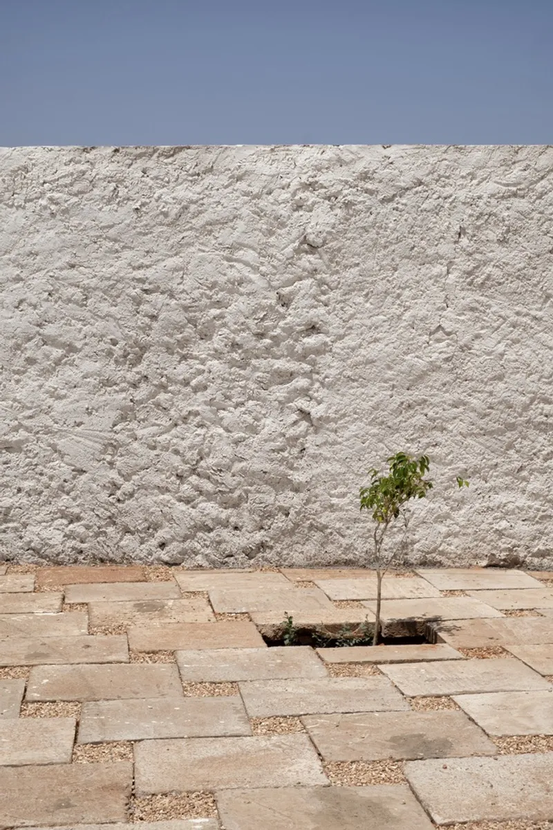 Young tree planted in stone-paved courtyard opening, textured white plaster wall behind