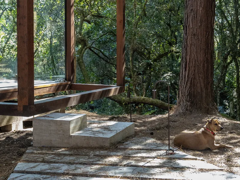 Entrance steps: concrete block steps to the timber deck, corten steel frame, dog resting on the stone paving, large tree trunk, forest shade