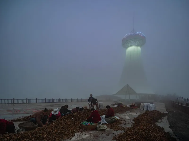 Tea farmers sorting harvest in morning fog, the lit tower rising behind them on the hilltop plaza