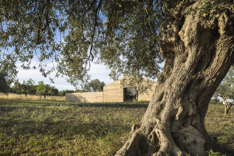 Gnarled olive tree trunk in foreground with timber wall volumes visible across a dry meadow