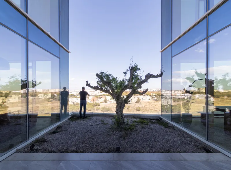 Glazed internal courtyard with gravel bed and gnarled olive tree framed by reflective glass walls