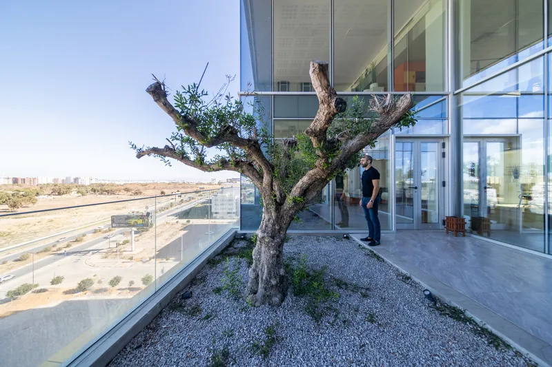 Terrace balcony with planted olive tree in gravel bed and glass balustrade overlooking arid landscape