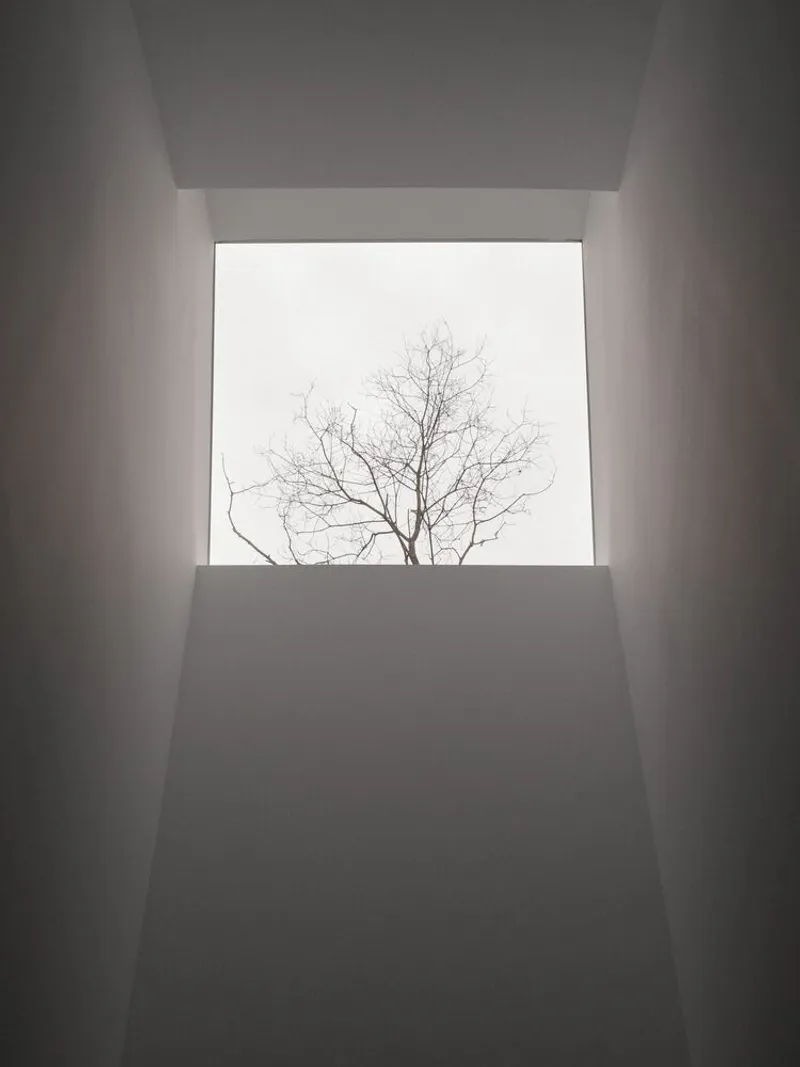 Skylight from below: bare winter branches through square opening, deep white shaft casting soft light