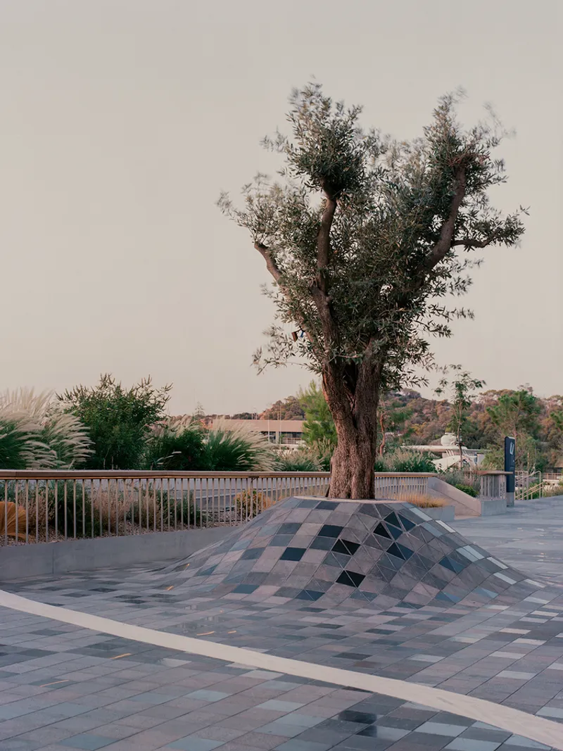 Diagonal paving mound rising around an existing olive tree at dusk