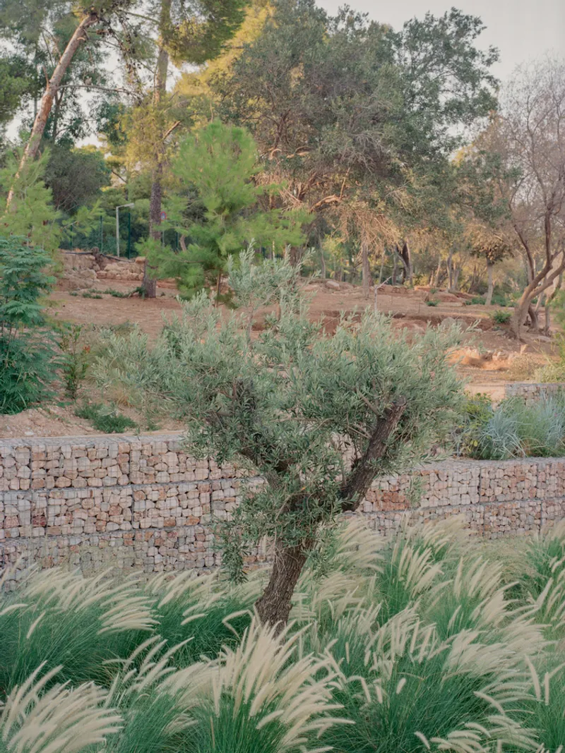 Terraced gabion retaining walls with ornamental grasses and olive trees on a sloped site
