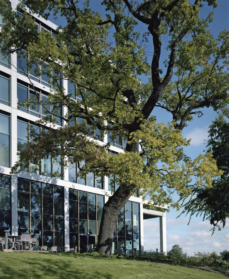 Large oak tree growing beside the glass and white panel facade under blue sky