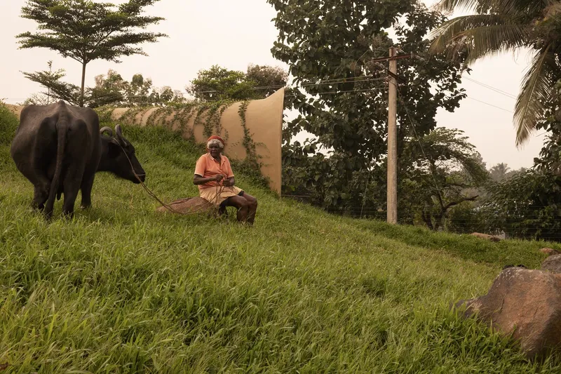 Context: farmer with buffalo on the grassy slope beside the earth wall, palm trees, rural Mettupalayam setting