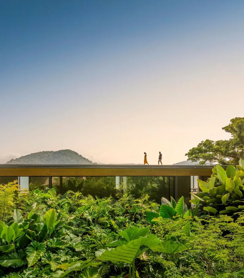 Planted roof terrace with two figures walking above tropical vegetation at dawn