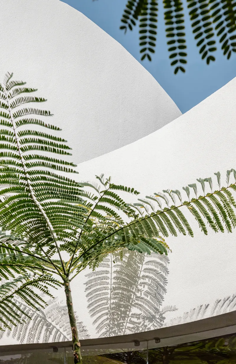 Upward view of fern fronds against white curving walls and a triangular opening to blue sky