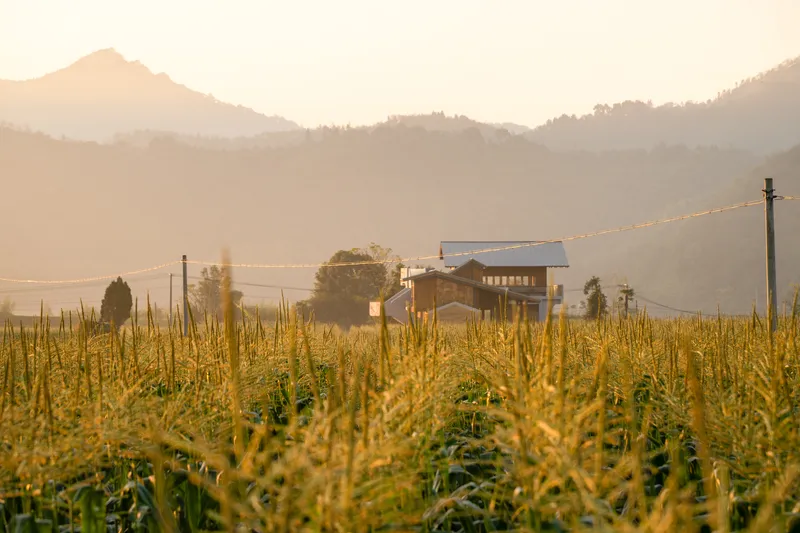 Cluster of structures viewed through a cornfield at golden hour with layered mountains beyond