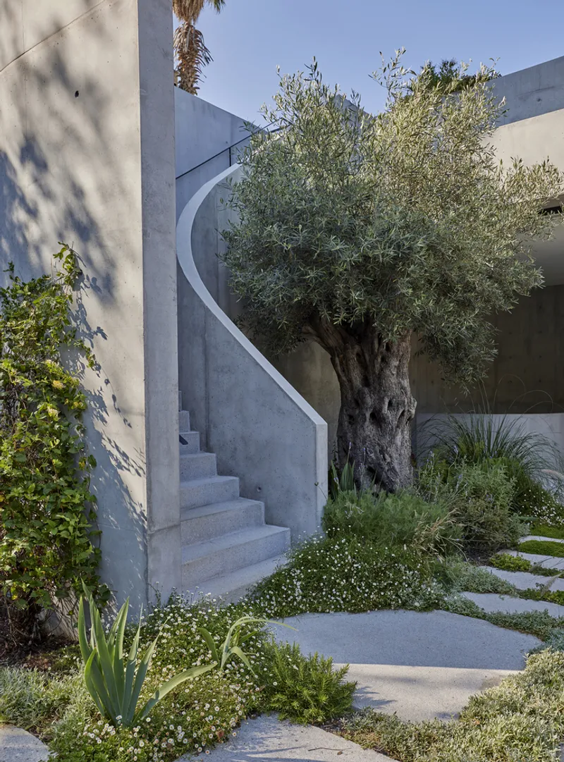 Curved concrete exterior staircase alongside an old olive tree and planted groundcover in sunlight
