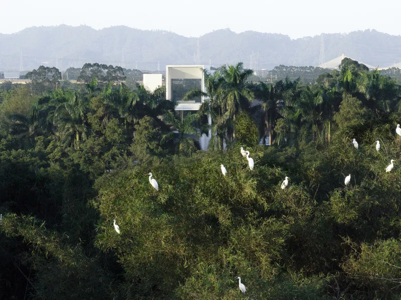 White elevated framed structure emerging from a tree canopy with egrets perched on surrounding branches