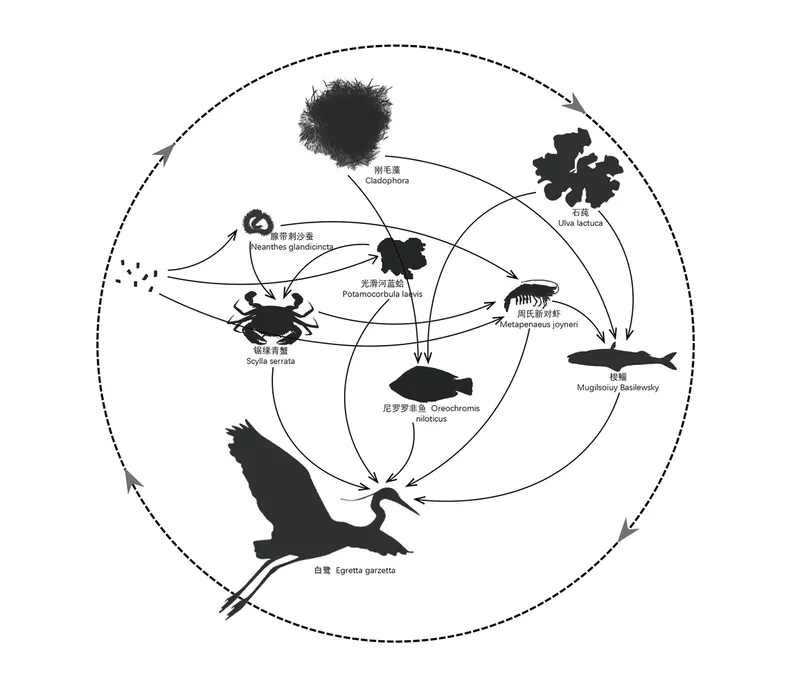 Ecological diagram illustrating a wetland food web with silhouettes of birds, crabs, fish, and plant species connected by arrows