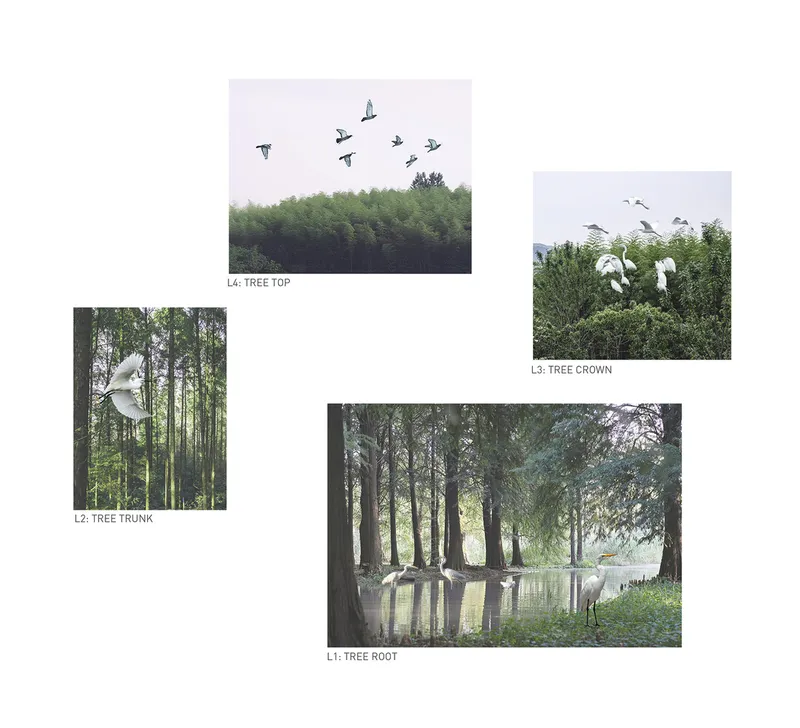 Four photographs of white egrets in a wetland forest arranged by tree level from root to crown