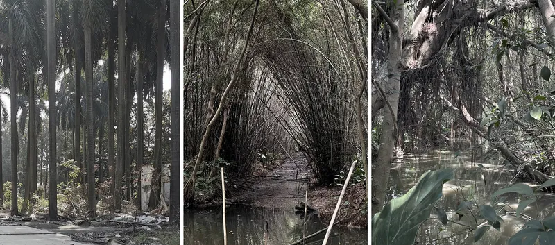 Three views of forested pathways with tall palms, dense bamboo thickets and dappled light through overhead branches