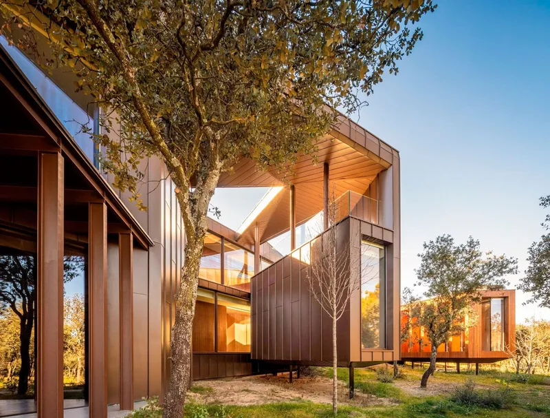 Upper level box with metal cladding and timber soffit cantilevering over an existing tree in golden hour light