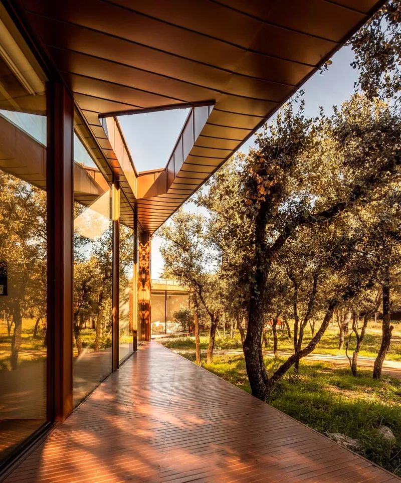 Timber deck corridor framed by steel columns and wood slat soffit overlooking a grove of trees