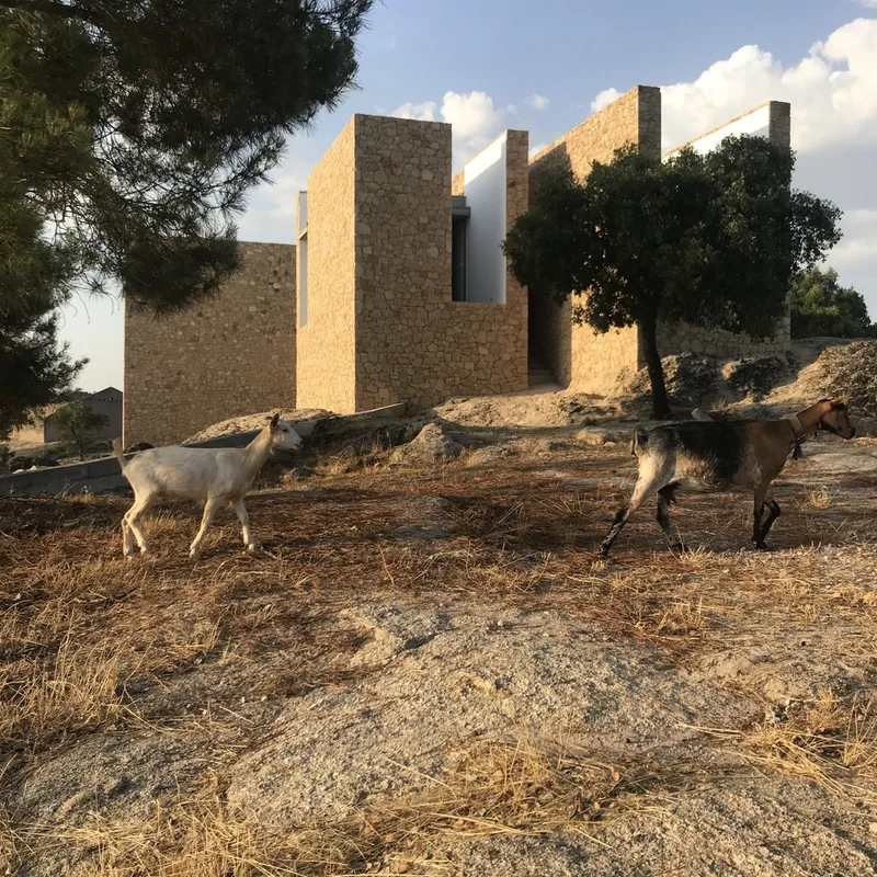 Stone facade volumes seen beyond three goats grazing on dry ground under afternoon clouds