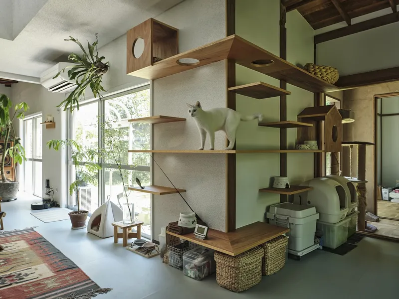Freestanding timber shelving unit with a cat perched on the middle shelf