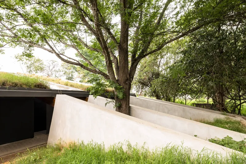 Concrete retaining wall with green roof rising beside a mature tree and planted slope