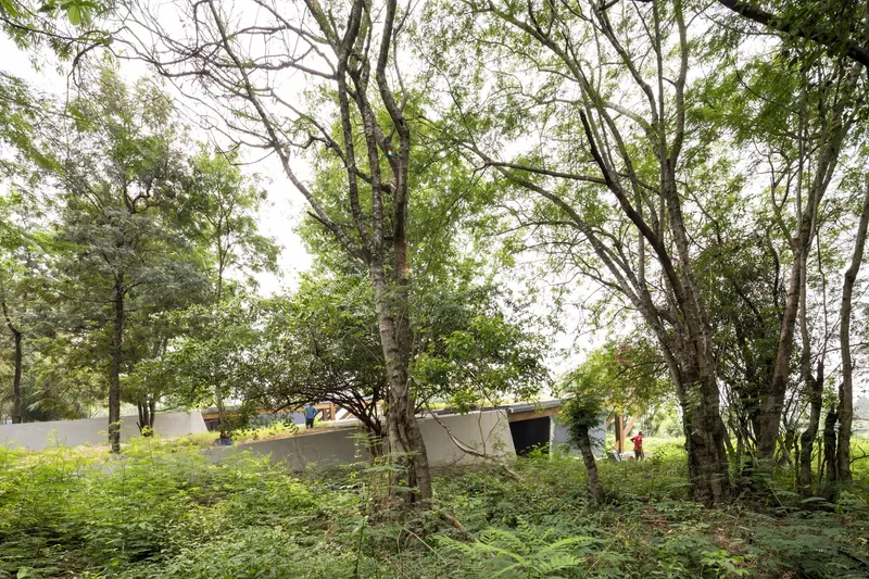 Concrete wall emerging from dense woodland foliage with scattered tree trunks in the foreground