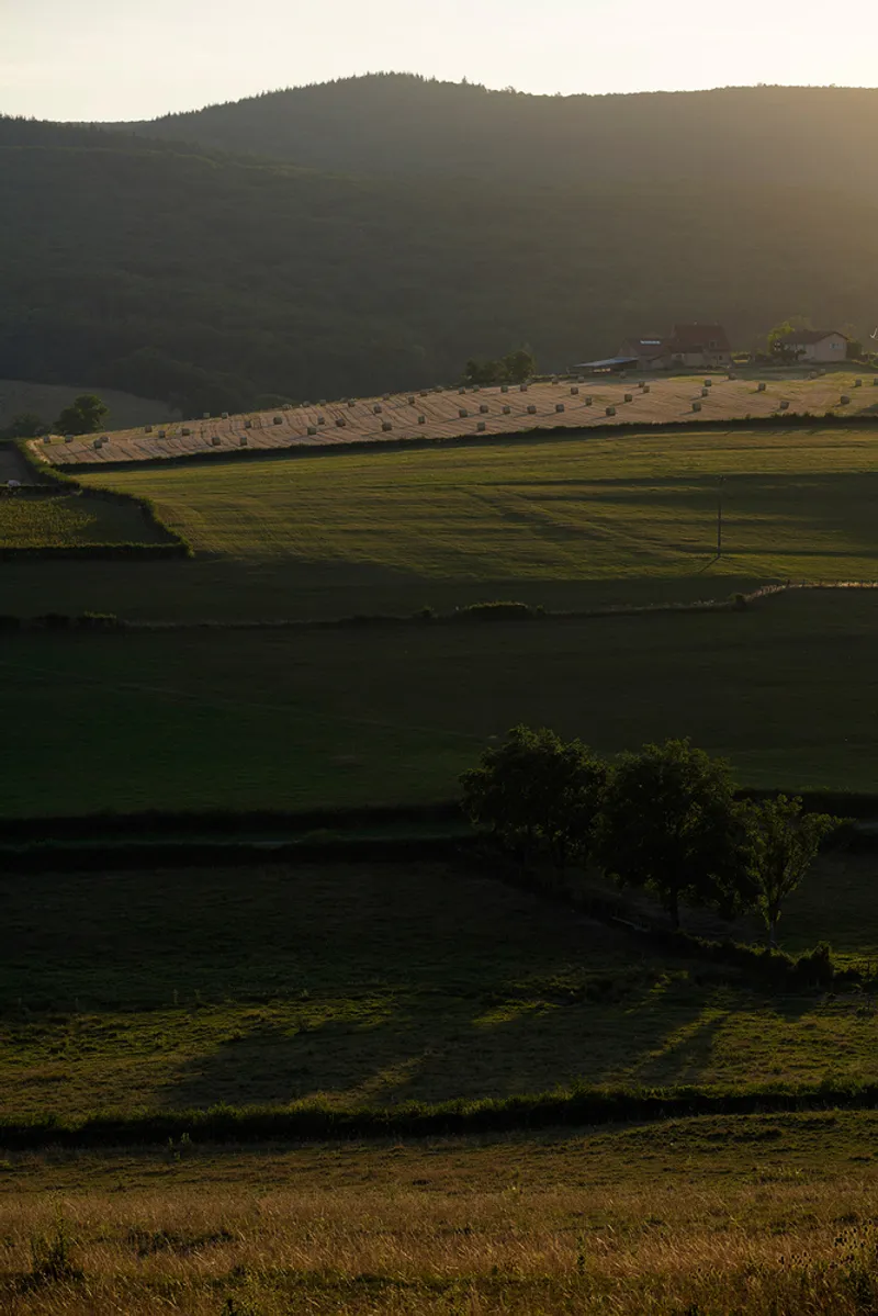 Rolling farmland with rows of new plantings and scattered trees at golden hour