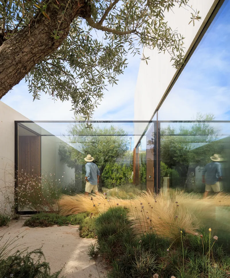 Glass-walled courtyard planted with native grasses and wildflowers beneath an olive tree