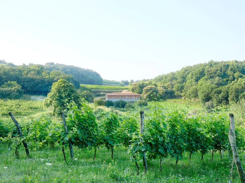 Distant view of the agricultural building across vineyard rows and forested hillsides under hazy daylight