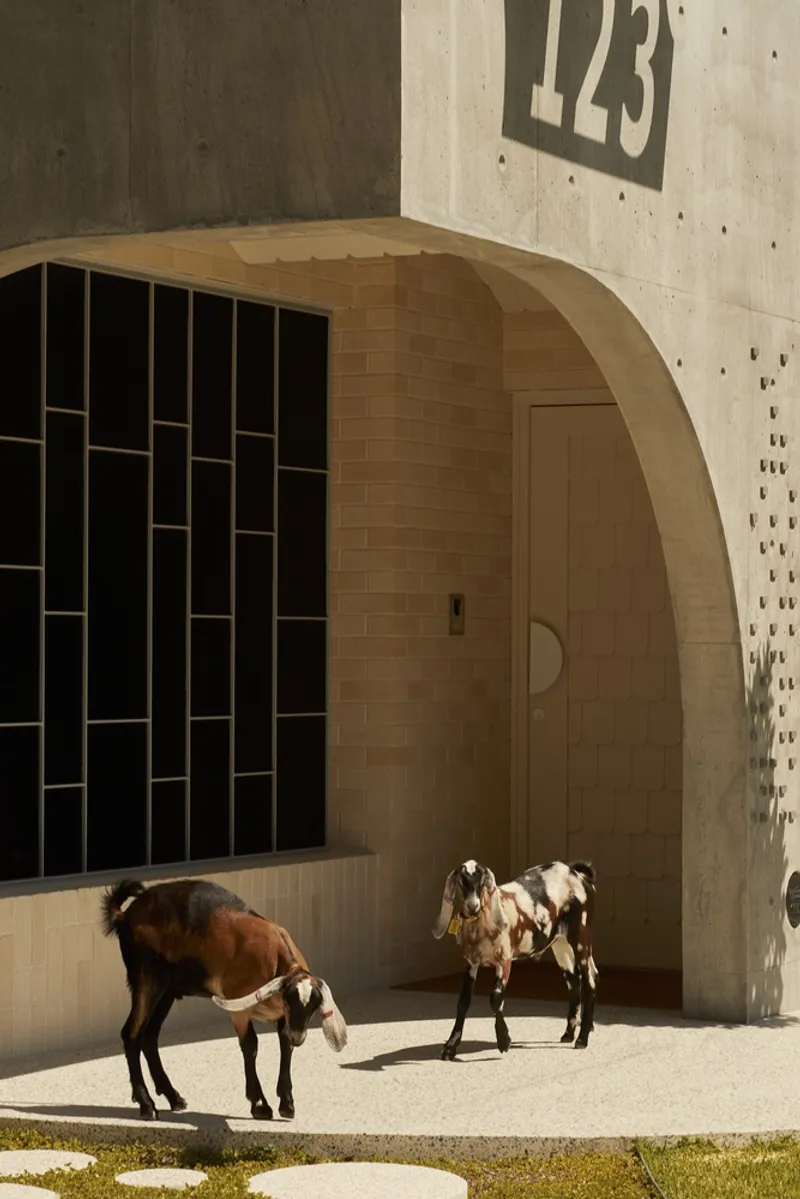 Curved timber portal entry with two goats grazing on concrete pavement in morning sun