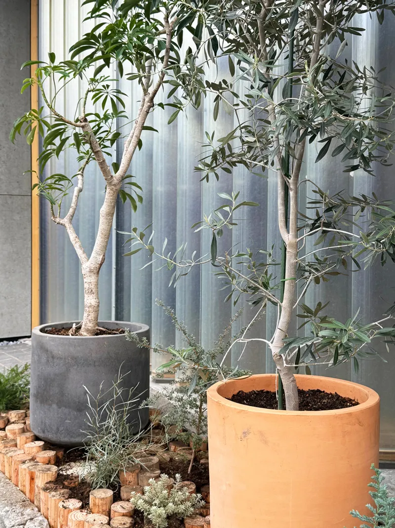 Planted bed with potted trees and brick edging against corrugated metal wall panels