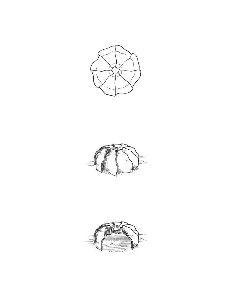 Plan view and perspective sketches of a radial petal-shaped structure with sectioned ribs