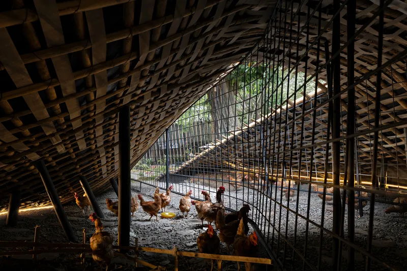 Woven bamboo vault interior with wire mesh enclosures and chickens foraging beneath dappled sunlight from openings