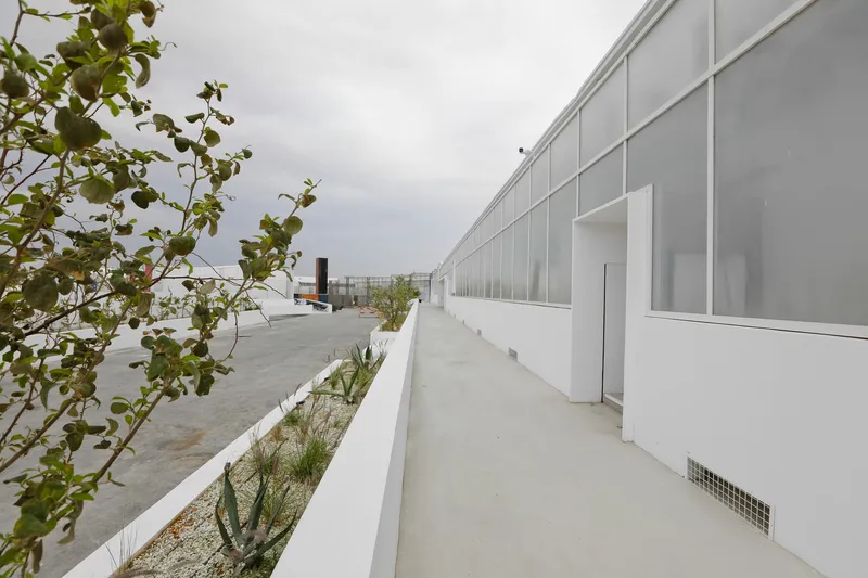 Exterior walkway bordered by white planter beds with young trees and the translucent facade