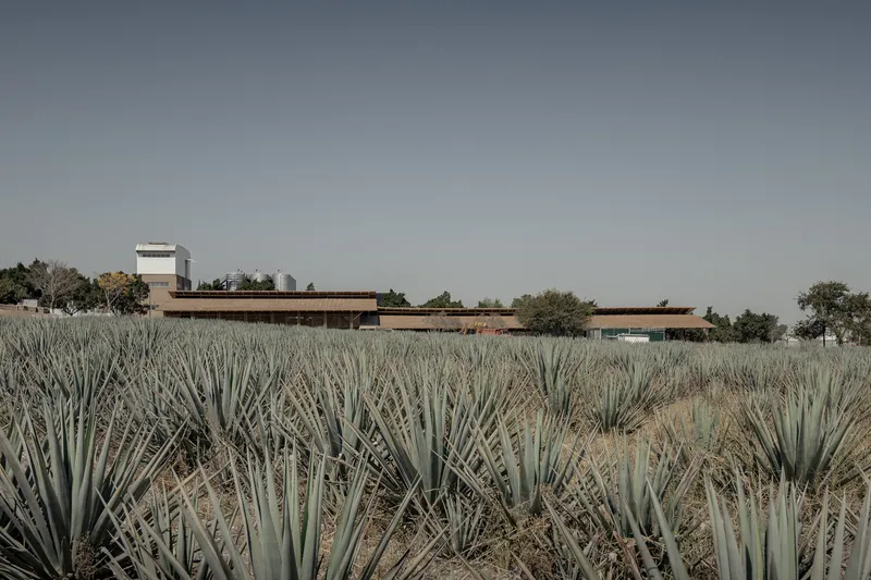 Low horizontal building with extended roof plane viewed across rows of blue agave plants