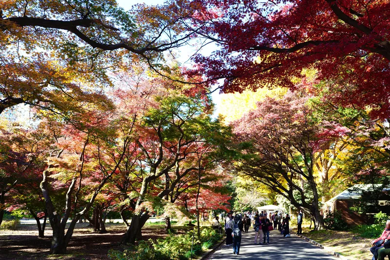 Garden pathway lined with maple trees in autumn foliage with visitors strolling beneath the canopy