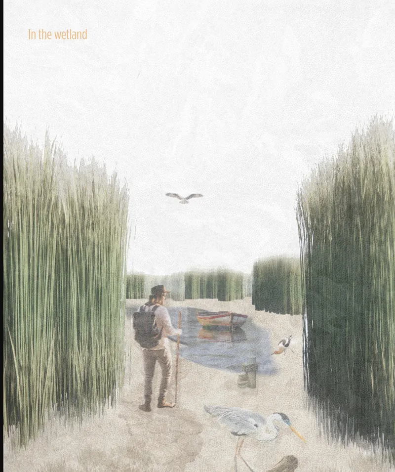 Pathway through dense reed beds with a visitor and wading birds under misty skies
