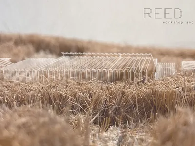 Reed Maze: Architecture That Vanishes into the Landscape It Heals