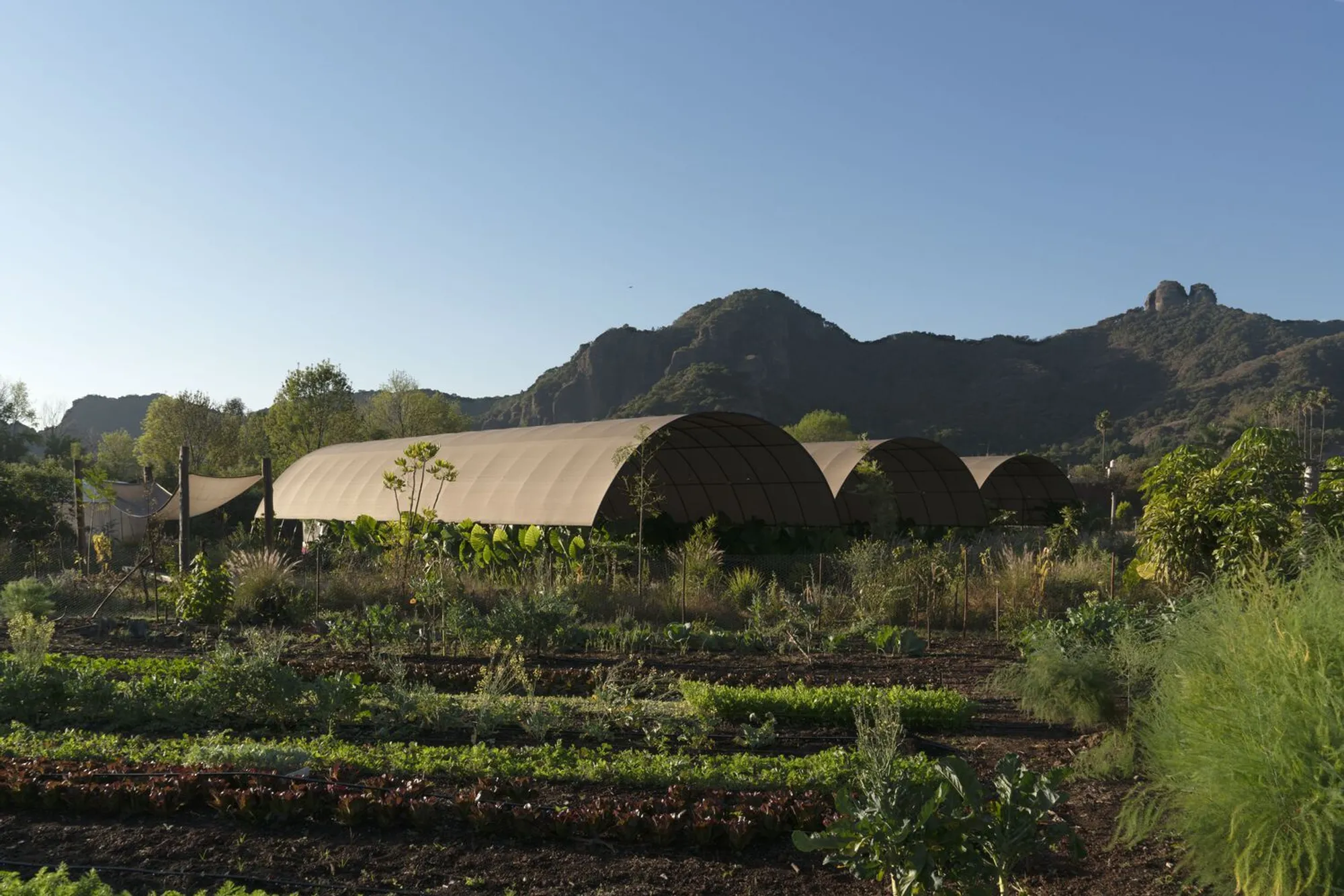 Parecela Organic Dining Space by Armando O. Pandolfi: A Sustainable Architectural Experience in Tepoztlán, Mexico