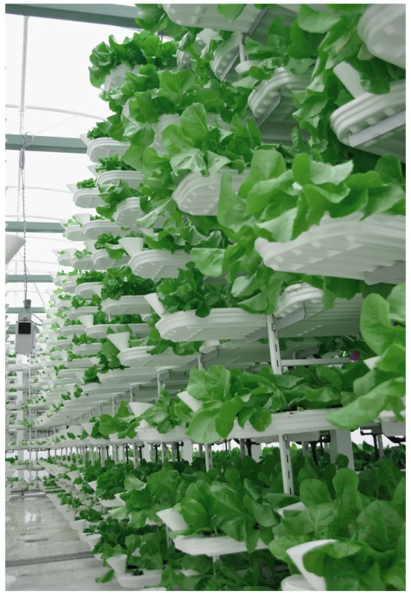 Interior rows of hydroponic lettuce growing in white vertical planters under fluorescent lighting