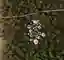 Nests