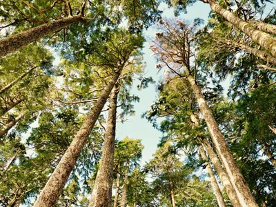 The Forest and the City